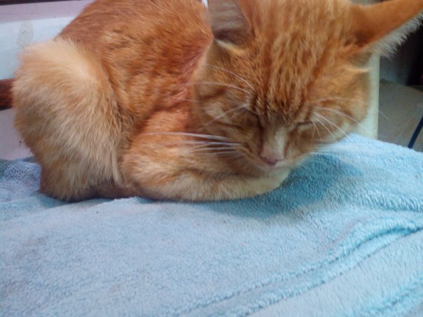 Возвращение блудного сына. 