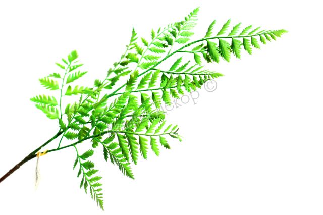 Ветка папоротника. Творчество