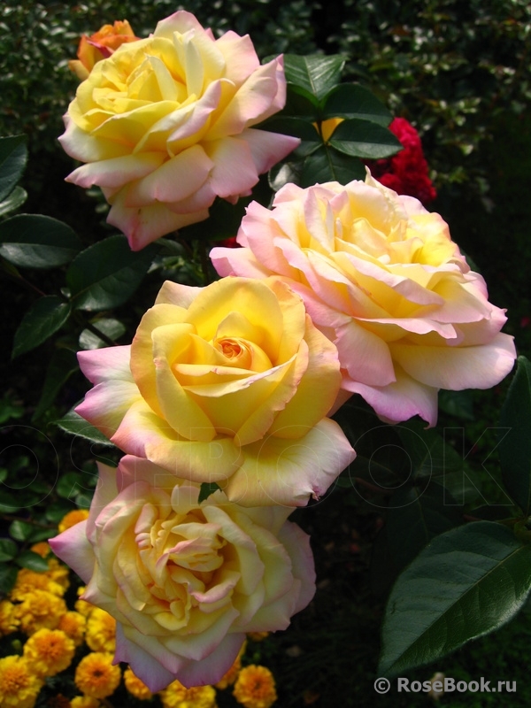 Gloria Dei/ Peace 2,1евро + % ч\г. розы