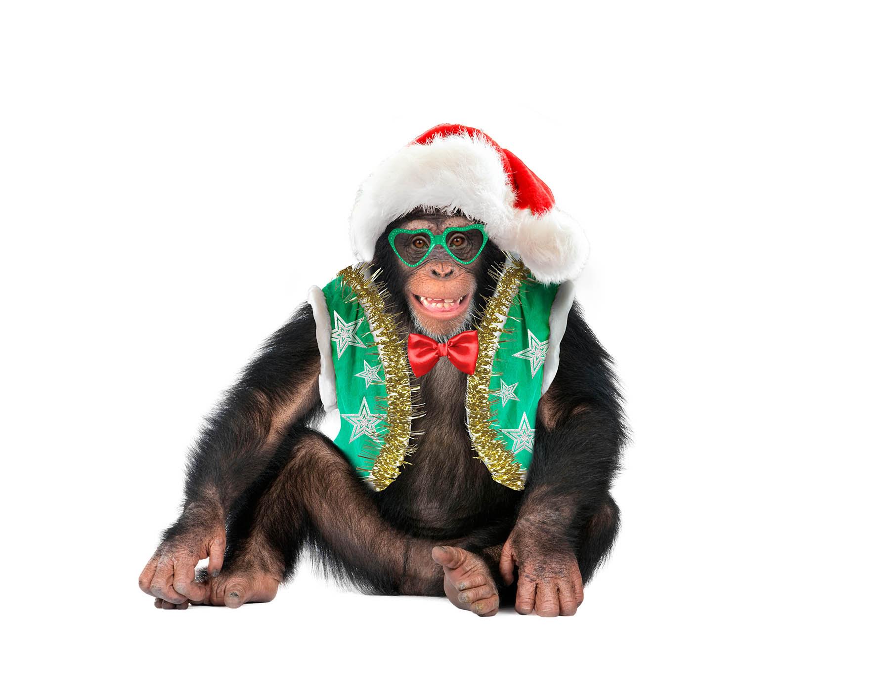 Новый год обезьян. Костюм обезьяны. Шимпанзе в новогоднем костюме. Новогодняя обезьяна. Новогодняя мартышка.