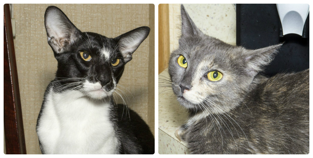 папа и мама. 