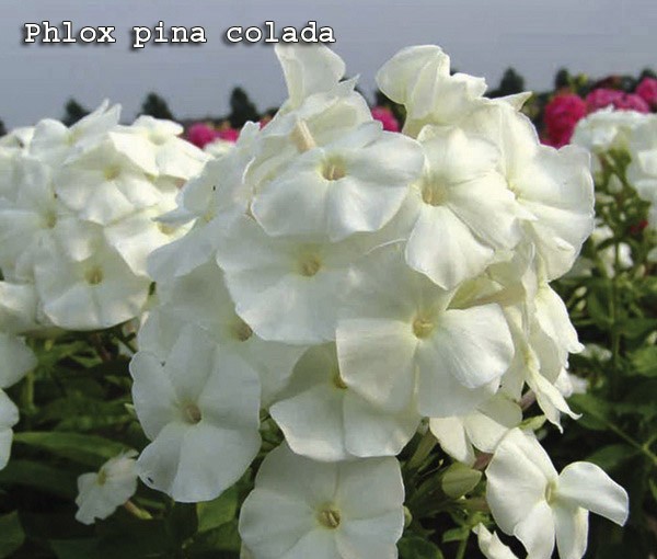 хлохпина. флоксы