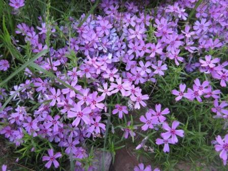 шиловидный флокс розовый. 