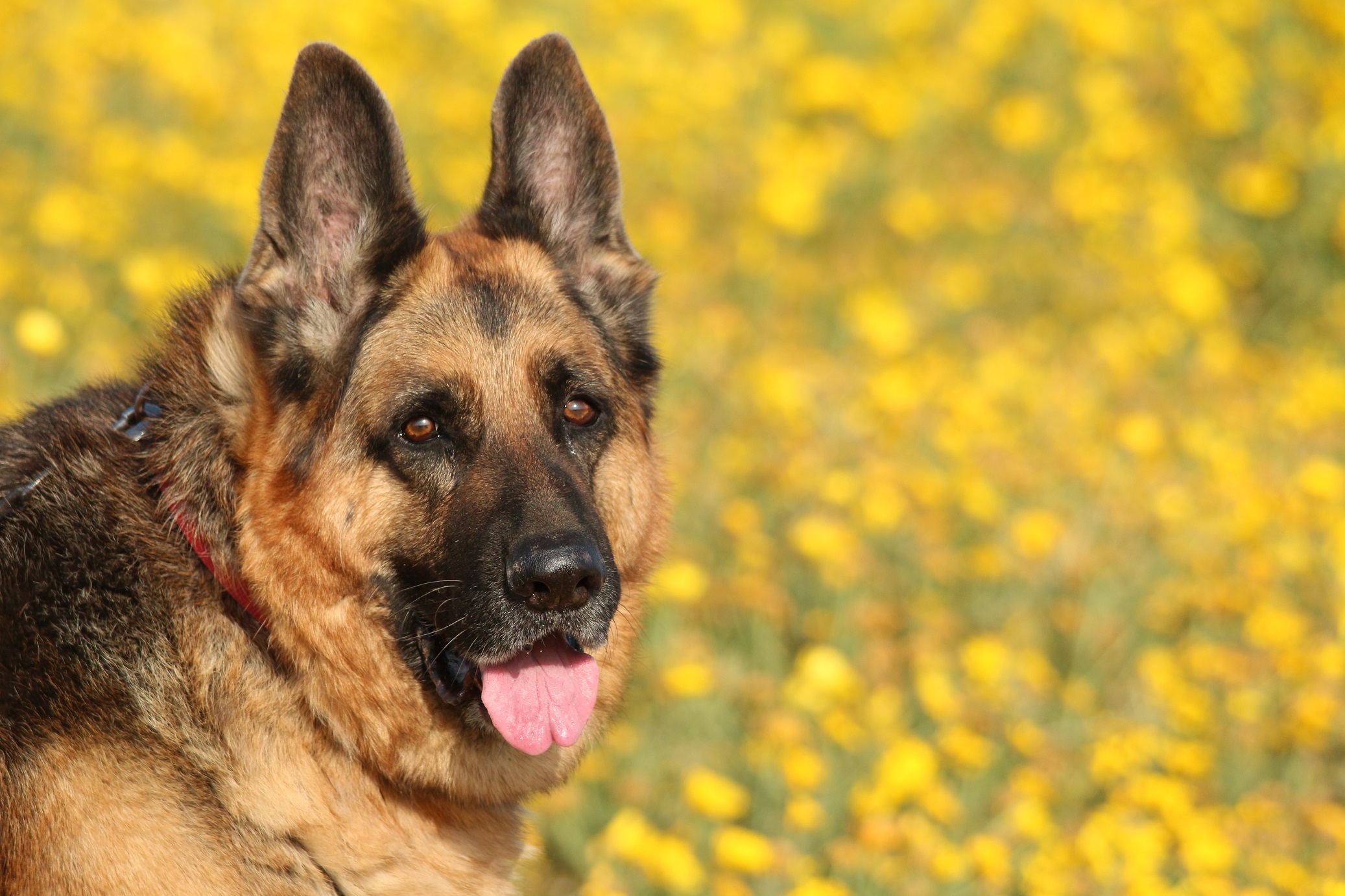 рекс на прогулке март 2015  (7.5 лет). rex