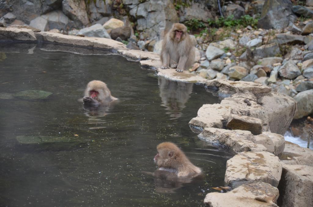 Группа обезьяны в теплой воде слушать