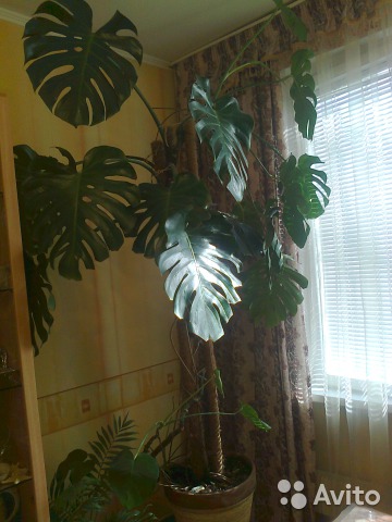 Монстера 2,5 м. шкаф купе