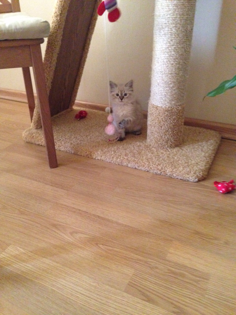 Александрия