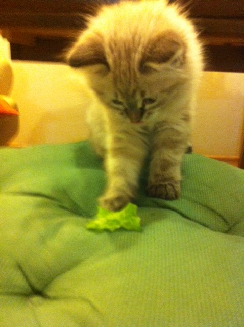 Александрия