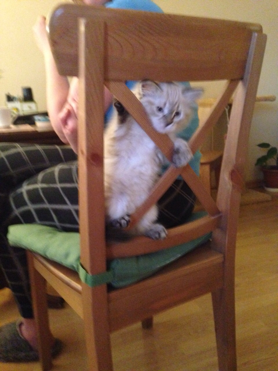 Александрия