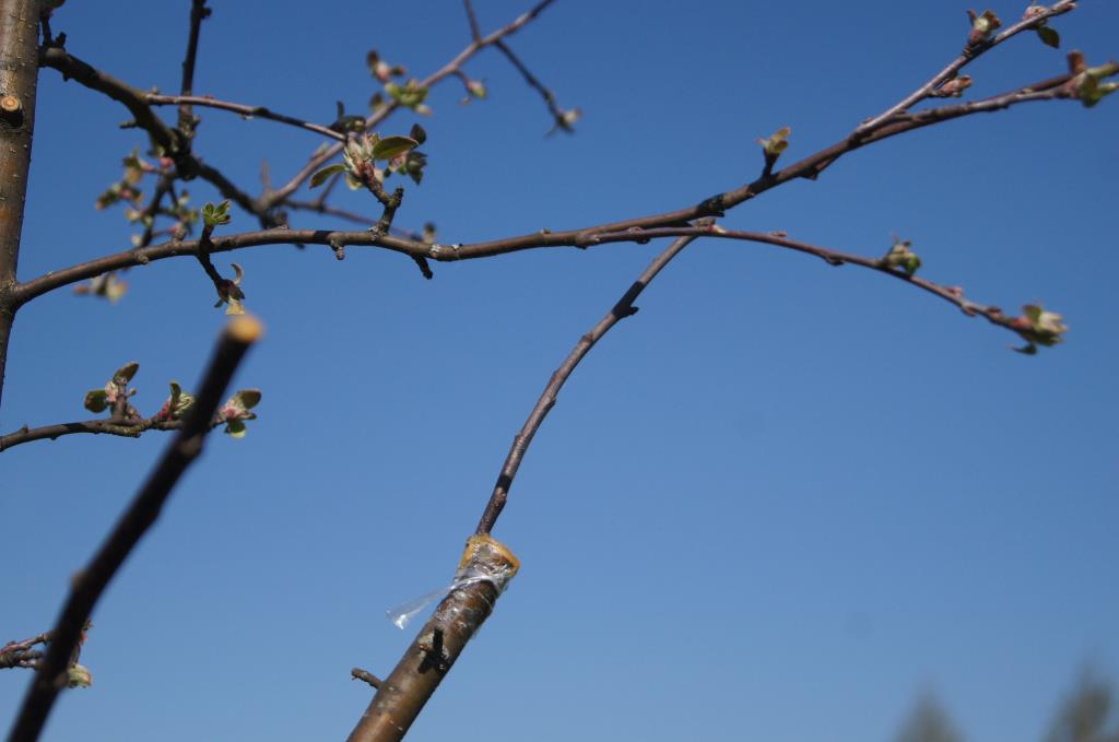 прививка 2015г