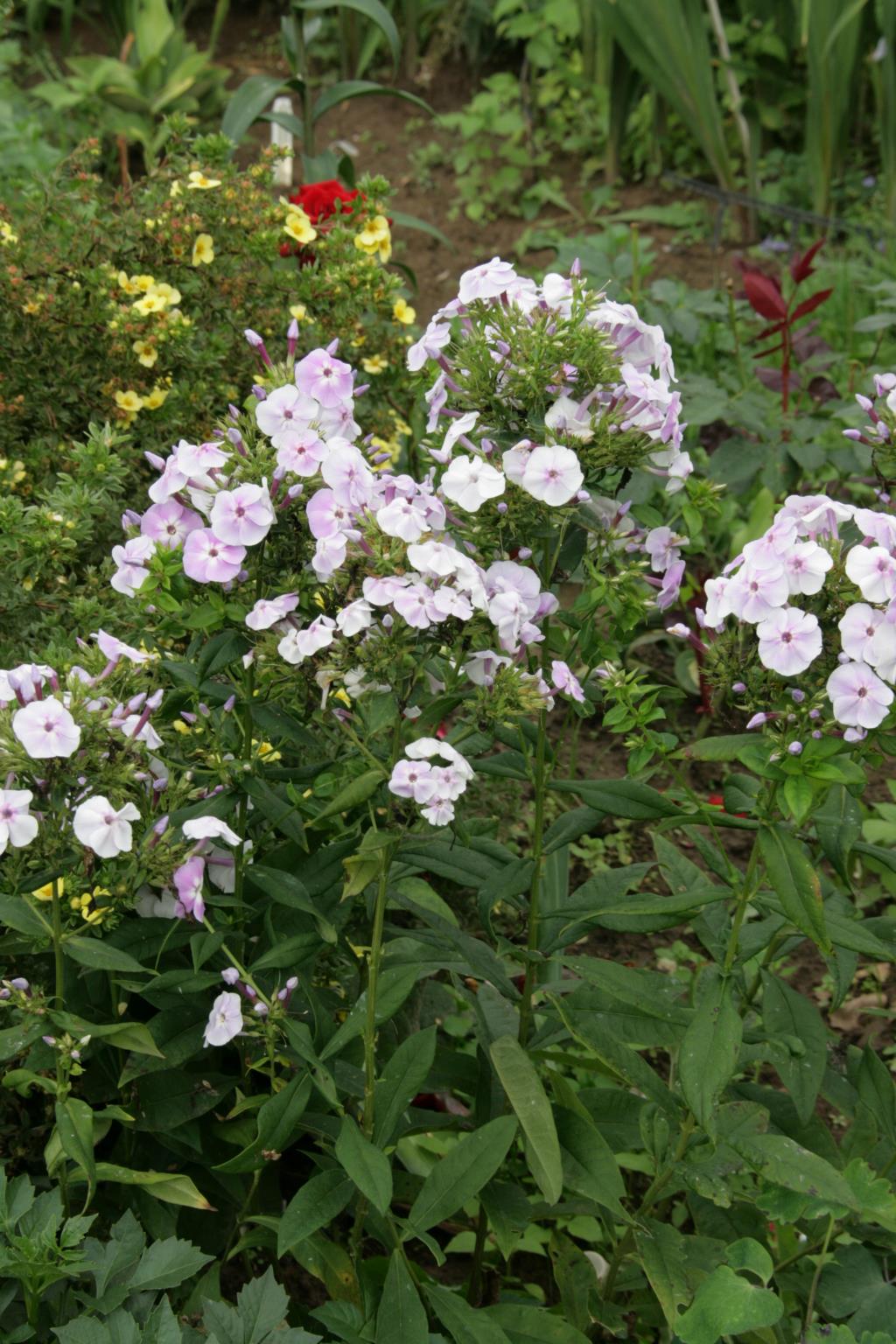 Сиреневый туман. Продажа