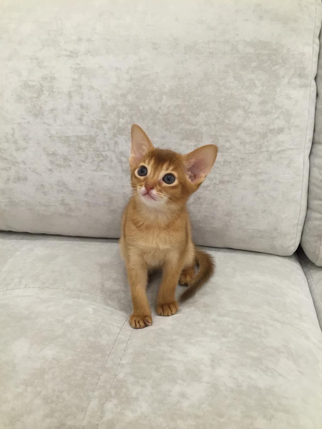 Котики. Котики