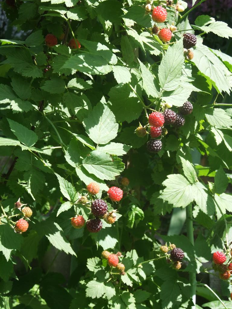 Малина школа. Малина зимой. Ягодные кустарники малина смородина крыжовник. Малина сорт карамелька. Малиновый рай.