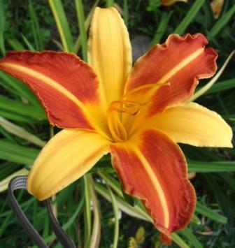 лилейник Франс Хаалс. лилейники