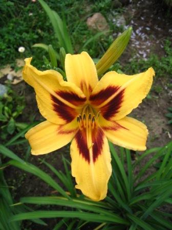 лилейник Бонанза. лилейники