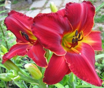 лилейник Вендетта. лилейники