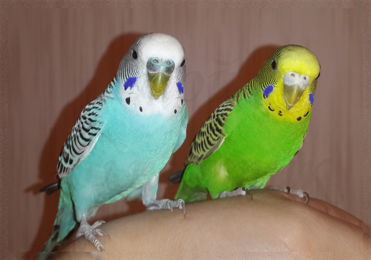 Сколько живут попугаи мальчики. Попугаи волнистые попугайчики. 2 Волнистых попугая. Окрасы волнистых попугаев. Фиолетовый волнистый попугай.