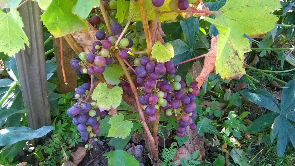 26 сентября 15