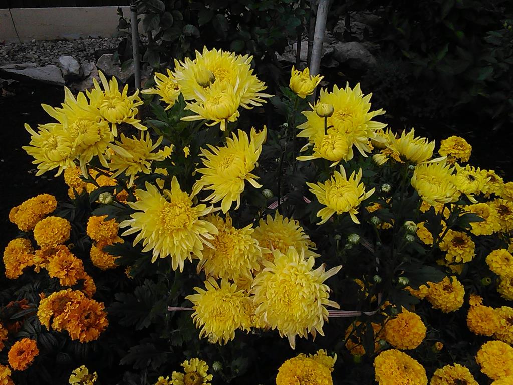 ЛИНДА желтая. Хризантемы