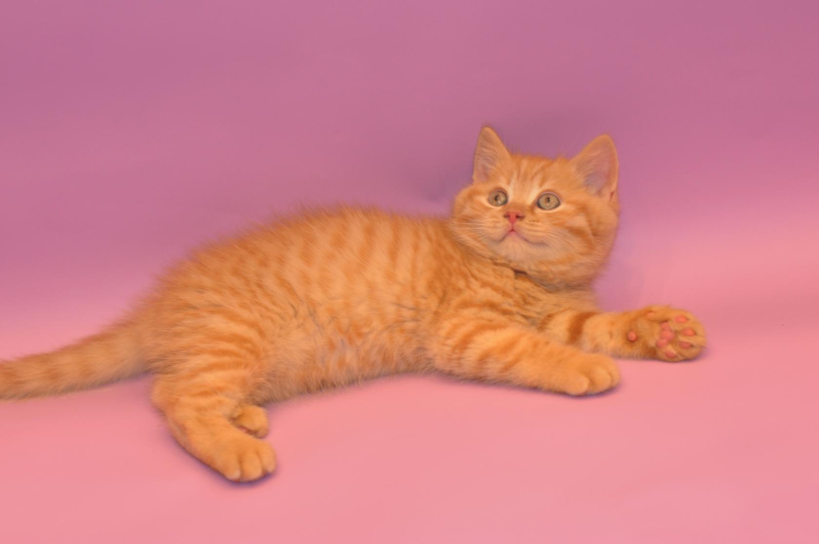 Яркие рыжие и нежные кремовые Шотландские котята.. Домашние животные