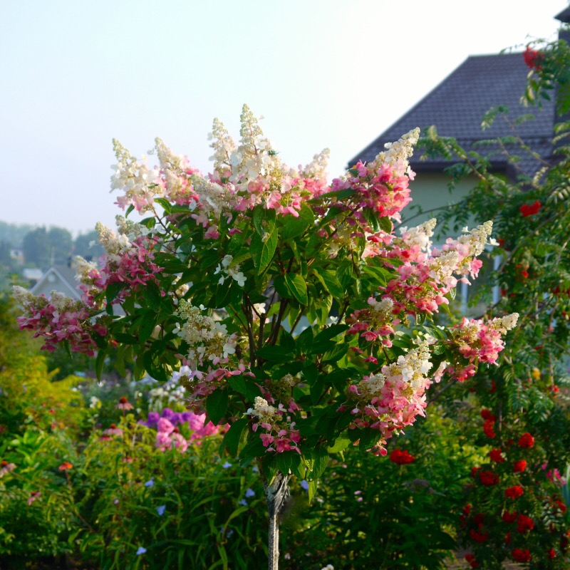 Гортензия Pinky Winky	55 CM STEM 8,88+10%. гартензии