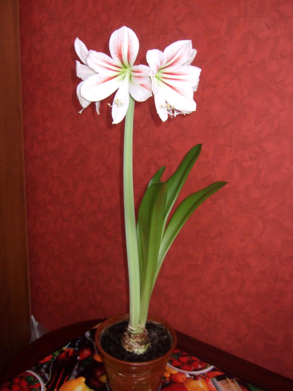 Похож на гиппеаструм. Гиппеаструм гиппеаструм цветок. Гиппеаструм амариллис. Лилия гиппеаструм. Лилия гиппеаструм цветок.