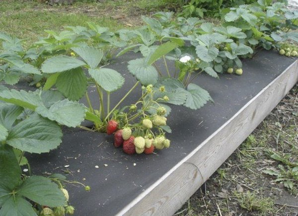 Агроматериал СУФ 60 че (1,6х10м) 349+15% 8 че 2 бе. 