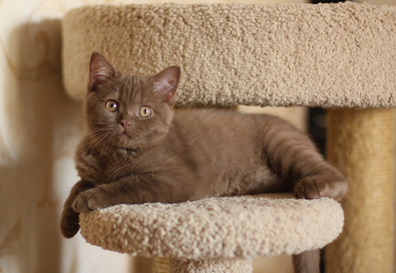 Ургант 3 месяца.. Британские котята U...Tricky Nick