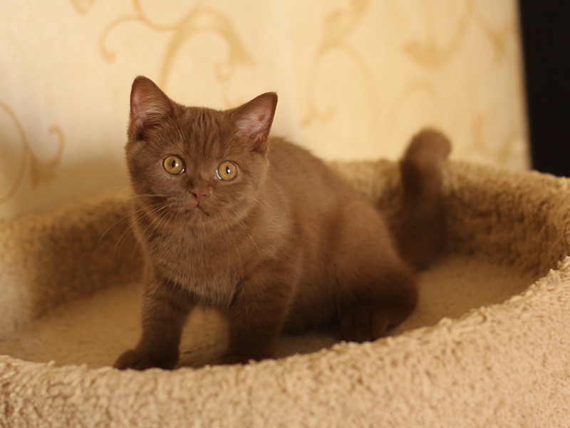 Ургант - суперский котенок!. Британские котята U...Tricky Nick