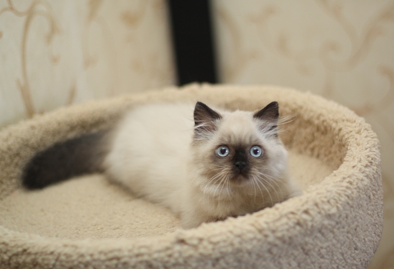 Уникум - теперь Ферюня. Британские котята U...Tricky Nick