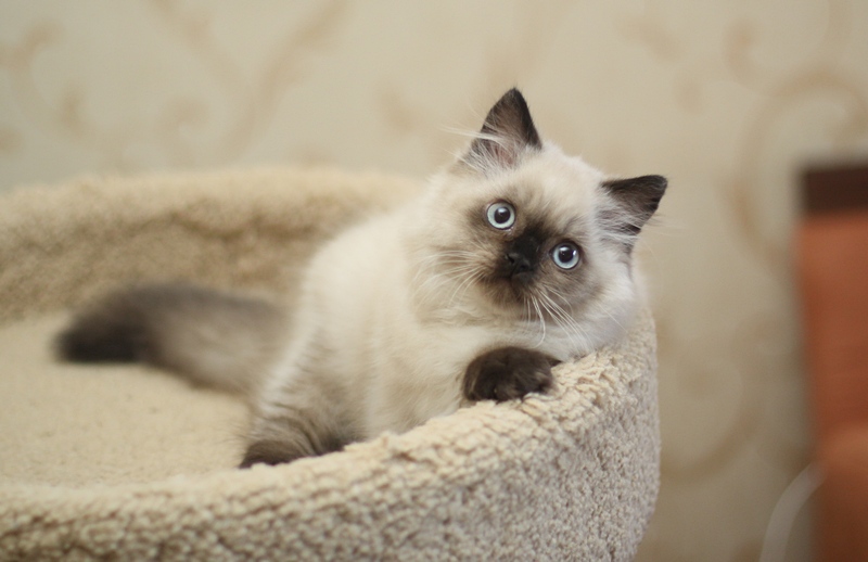 3 месяца. Британские котята U...Tricky Nick