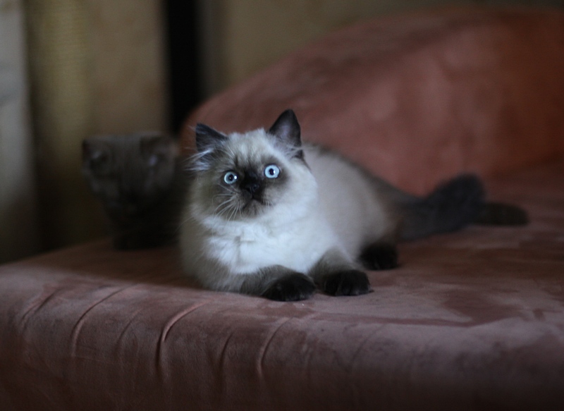 Галантный малыш - целует руки.. Британские котята U...Tricky Nick