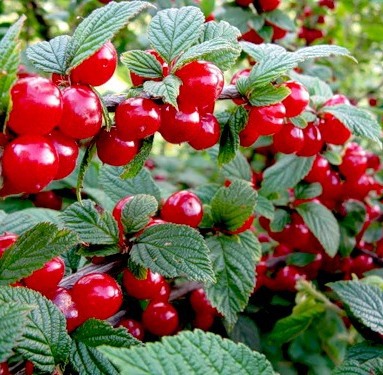 вишня войлочна 'юилейная' и 'огонек' (УЖЕ НЕТ). ПРОДАМ растения на дачу