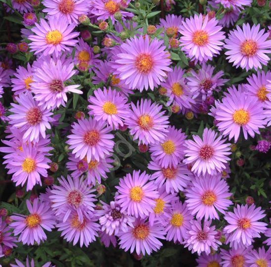 астра кустарниковая 200 р. (большой куст). ПРОДАМ растения на дачу
