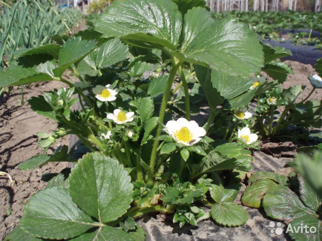 клубника (Елизавета, Зенга,французская ароматная). ПРОДАМ растения на дачу