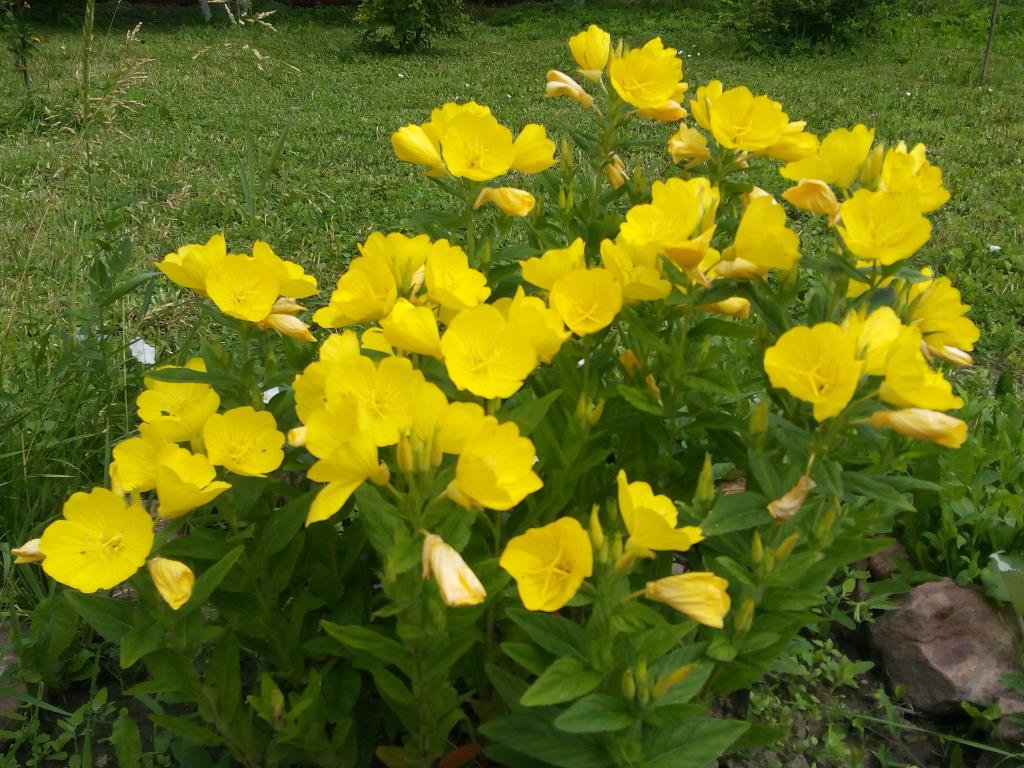Какие цветы цветут желтыми цветами. Энотера миссурийская. Энотера миссурийская желтая. Энотера ослинник. Энотера Ламарка.