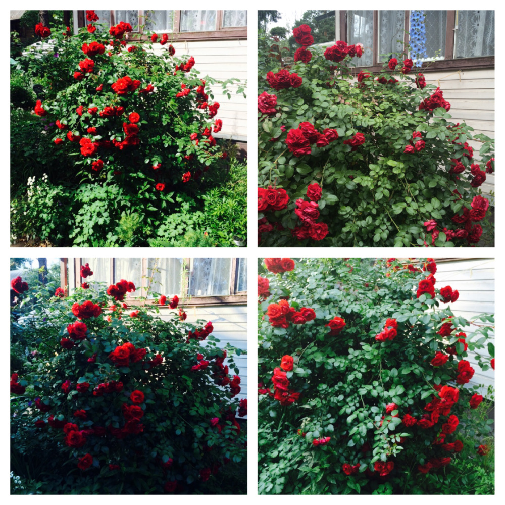 МОИ ЦВЕТОЧКИ