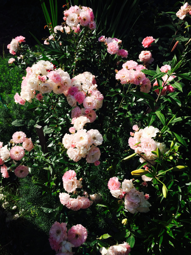 МОИ ЦВЕТОЧКИ