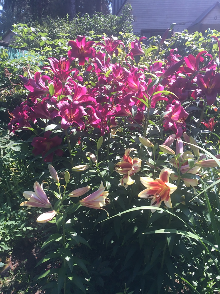 МОИ ЦВЕТОЧКИ