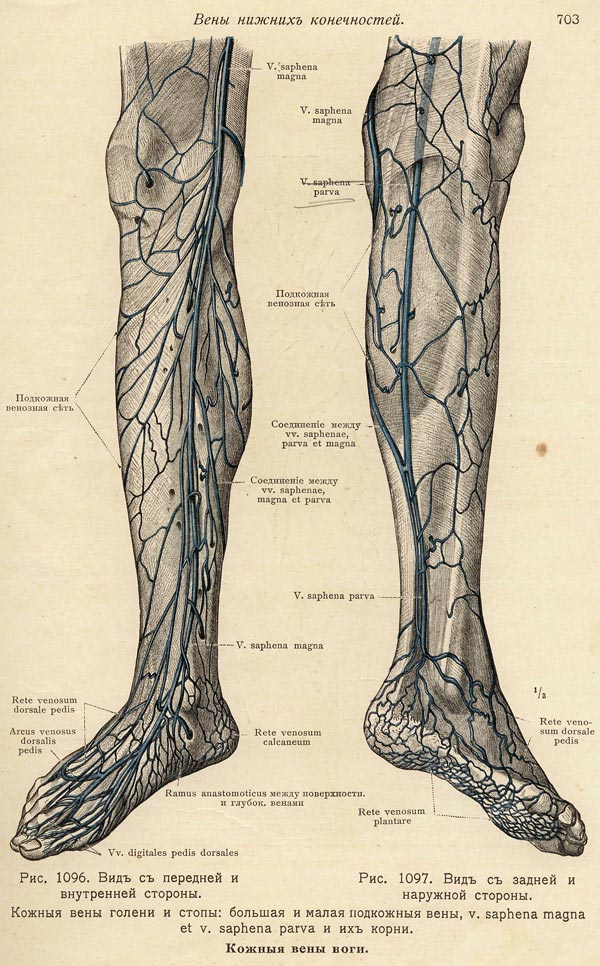 Подкожные вены голени анатомия.