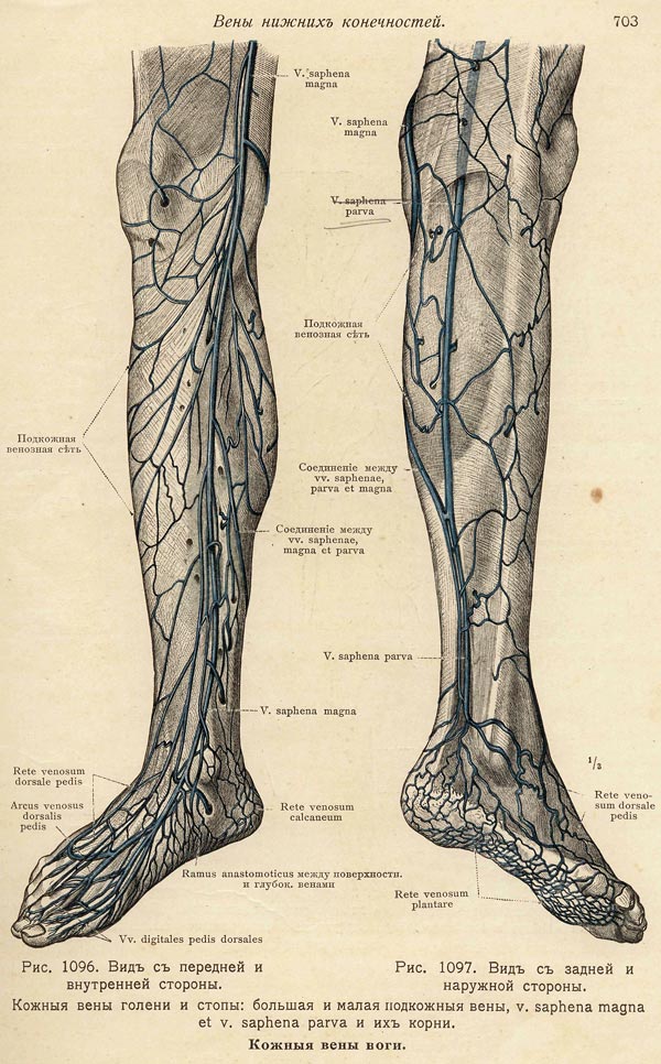 Название вен на ногах. Вена сафена Магна. Подкожные вены голени анатомия.
