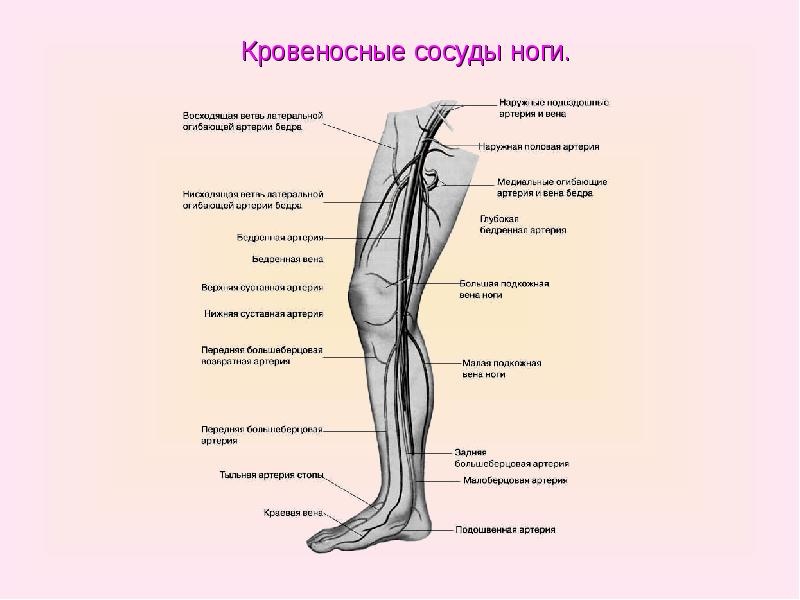 Артерии и вены ног в картинках