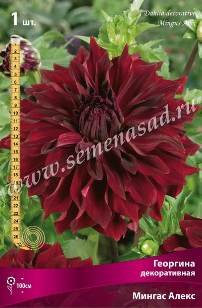 Мингус Алекс ОЧЕНЬ КРУПНЫЙ. многолетники разные