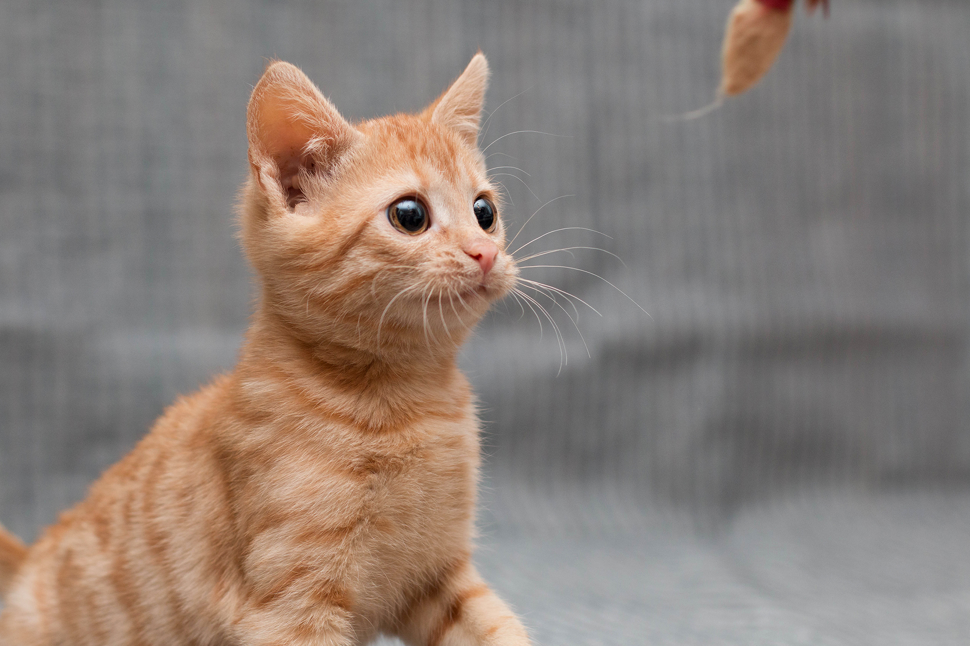 XВОСТИКИ  ищут любящих хозяев!