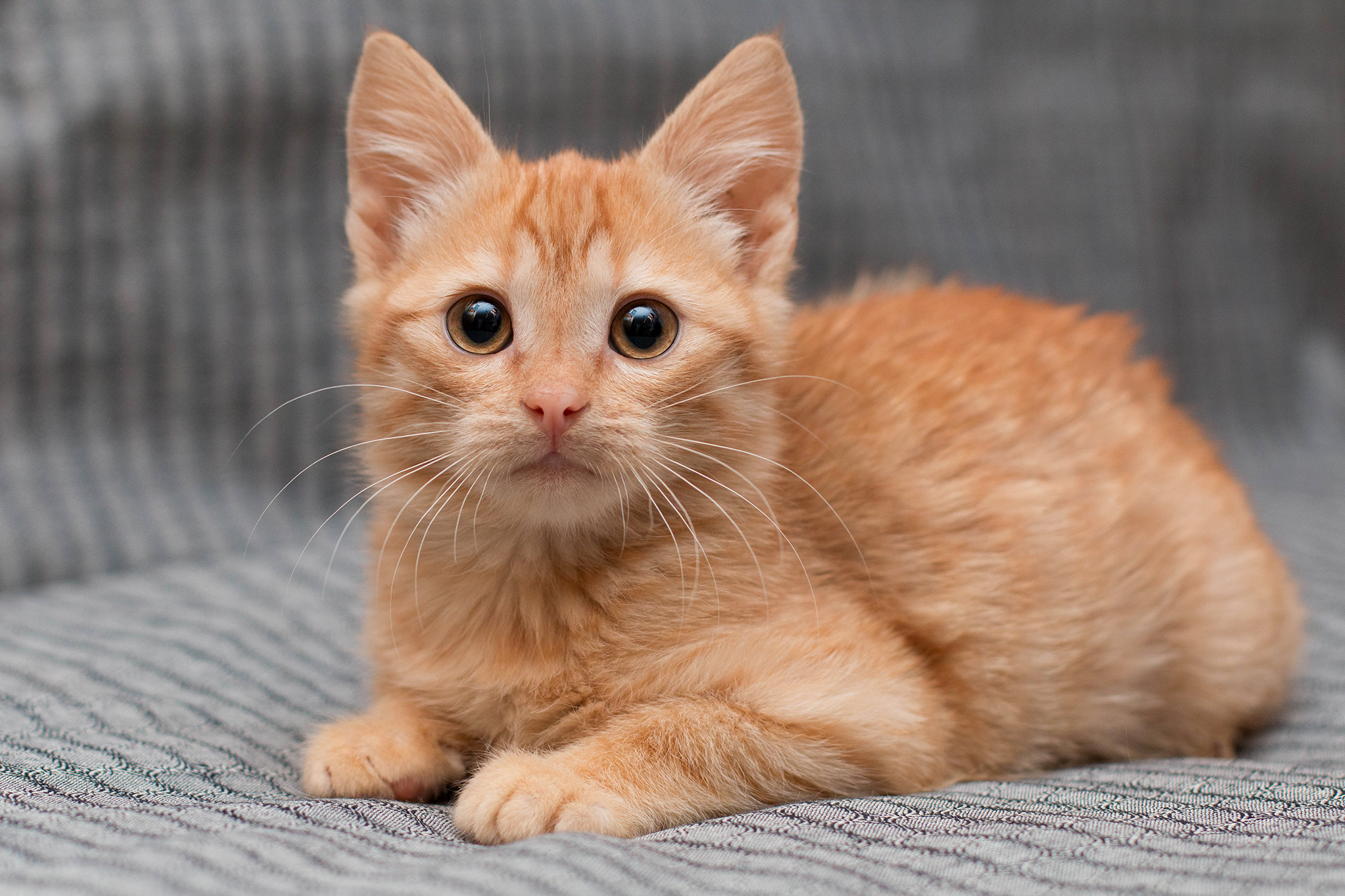 XВОСТИКИ  ищут любящих хозяев!