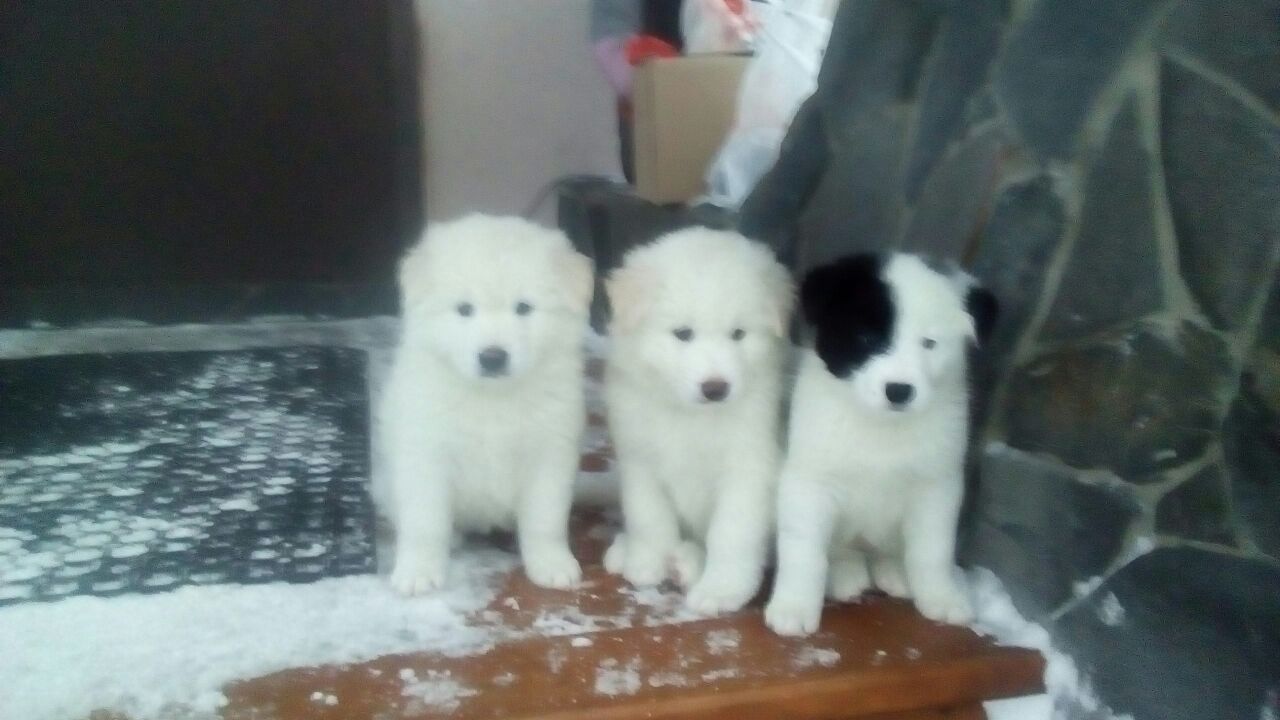 две правых. 