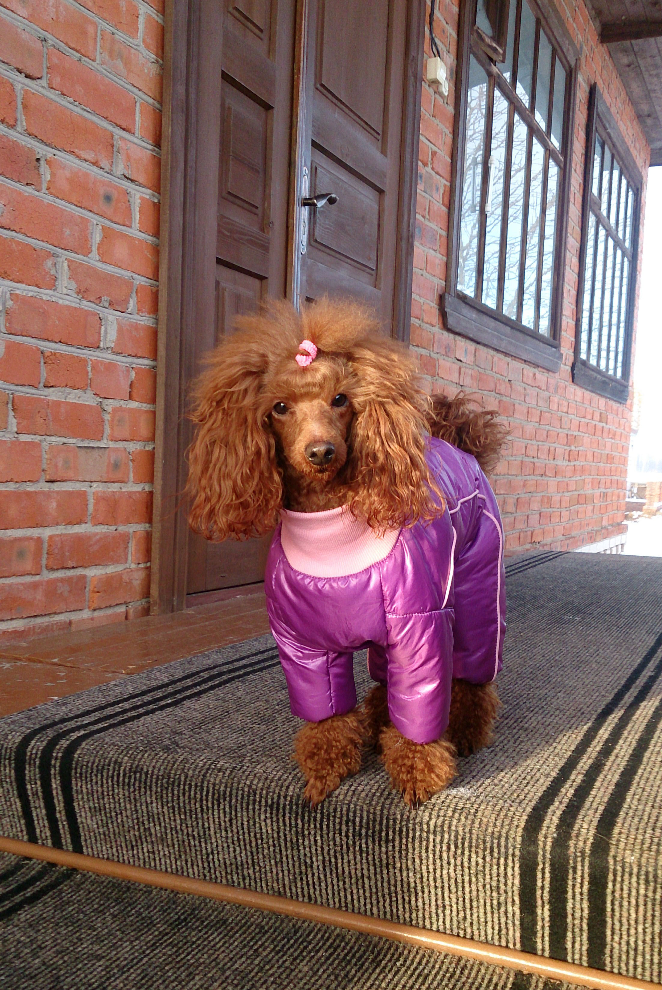 Рыжая наглая морда