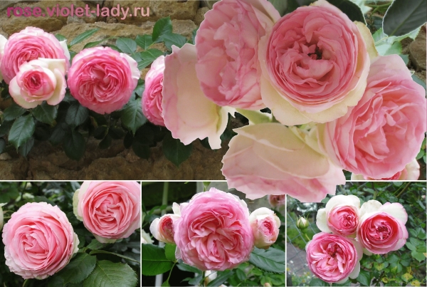 хочу. 2017 дачные планы