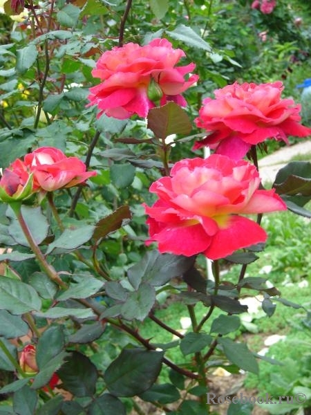  Большой . 2017 дачные планы