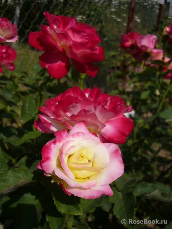 Double Delight. 2017 дачные планы